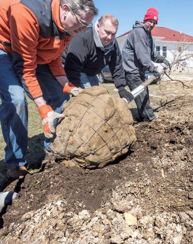 Treasurer Frerichs and Senator Bennett planting a tree in the dirt